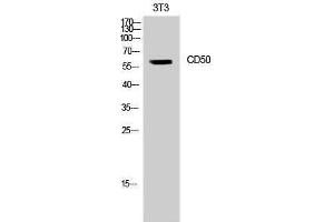 Western Blotting (WB) image for anti-Intercellular Adhesion Molecule 3 (ICAM3) (Ser518) antibody (ABIN3174269) (ICAM-3/CD50 anticorps  (Ser518))
