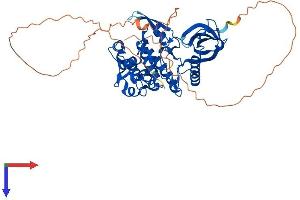AlphaFold protein structure predicition of Human Recombinant CLK2 Protein, UniprotID P49760
