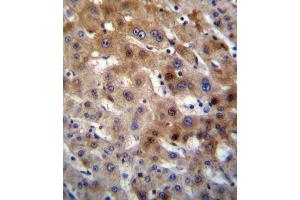 UGT2B15 Antibody immunohistochemistry analysis in formalin fixed and paraffin embedded human liver tissue followed by peroxidase conjugation of the secondary antibody and DAB staining. (UGT2B15 anticorps  (AA 156-185))