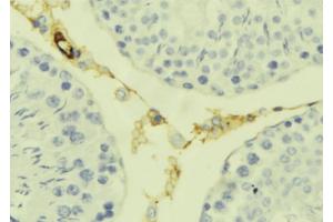 ABIN6277626 at 1/100 staining Mouse testis tissue by IHC-P. (Kallikrein 7 anticorps  (Internal Region))