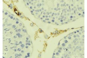 ABIN6277626 at 1/100 staining Mouse testis tissue by IHC-P. (Kallikrein 7 anticorps  (Internal Region))