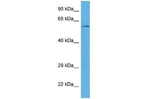 Host:  Rabbit  Target Name:  WLS  Sample Tissue:  Human THP-1 Whole Cell  Antibody Dilution:  1ug/ml (GPR177/WLS anticorps  (Middle Region))