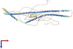 AlphaFold protein structure predicition of Mouse Recombinant Krt9 Protein, UniprotID Q6RHW0