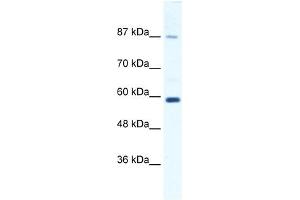 KIF23 antibody used at 1. (KIF23 anticorps  (N-Term))