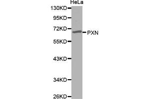Western blot analysis of extracts of HeLa cells, using PXN antibody (ABIN5971567). (Paxillin anticorps)