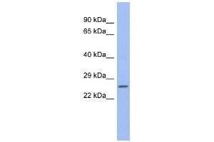 ZNRF1 antibody used at 0. (ZNRF1 anticorps  (N-Term))