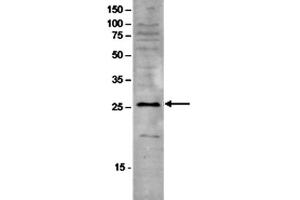 Western Blot of anti-SAP30 antibody Western Blot results of Rabbit anti-SAP30 antibody. (SAP30 anticorps)