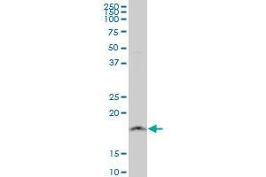 NDUFB11 monoclonal antibody (M08), clone 4B2 Western Blot analysis of NDUFB11 expression in HepG2 .