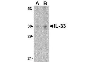 Western Blotting (WB) image for anti-Interleukin 33 (IL33) (N-Term) antibody (ABIN2476206) (IL-33 anticorps  (N-Term))