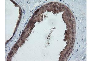 Image no. 6 for anti-Trafficking Protein Particle Complex 4 (TRAPPC4) antibody (ABIN1501263)