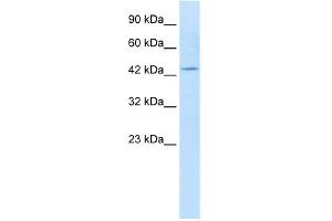 WB Suggested Anti-KCNQ1 Antibody Titration:  1. (KCNQ1 anticorps  (N-Term))