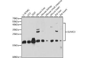 Western blot analysis of extracts of various cell lines, using SUMO3 antibody (ABIN7270371) at 1:1000 dilution. (SUMO3 anticorps  (AA 1-92))