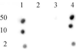 CENP-A phospho Ser18 antibody (pAb) tested by dot blot analysis. (CENPA anticorps  (pSer16))