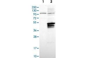 Western Blot analysis of Lane 1: negative control (vector only transfected HEK293T cell lysate) and Lane 2: over-expression lysate (co-expressed with a C-terminal myc-DDK tag in mammalian HEK293T cells) with USP2 polyclonal antibody . (USP2 anticorps)