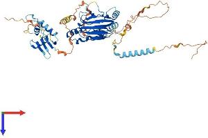 AlphaFold protein structure predicition of Human Recombinant IRF5 Protein, UniprotID Q13568