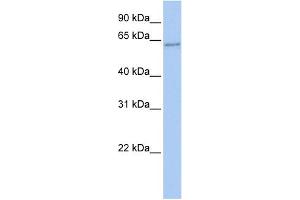 WB Suggested Anti-TFCP2 Antibody Titration: 0.
