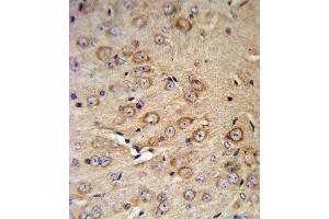 CRHR2 Antibody (N-term) (ABIN390757 and ABIN2841015) IHC analysis in formalin fixed and paraffin embedded mouse brain tissue followed by peroxidase conjugation of the secondary antibody and DAB staining.