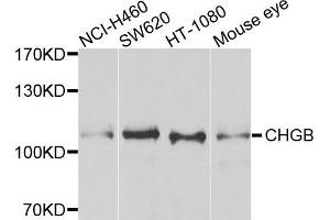 Western blot analysis of extracts of various cells, using CHGB antibody. (CHGB anticorps)