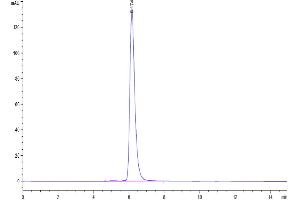 The purity of Biotinylated Human E-selectin is greater than 95 % as determined by SEC-HPLC. (Selectin E/CD62e Protein (His-Avi Tag,Biotin))