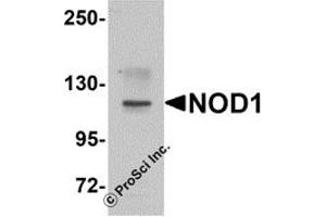 Western Blotting (WB) image for anti-Nucleotide-Binding Oligomerization Domain Containing 1 (NOD1) (C-Term) antibody (ABIN1030546) (NOD1 anticorps  (C-Term))