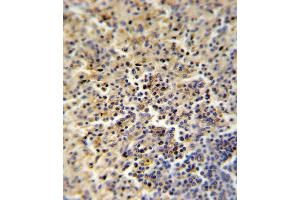 FOLR2 Antibody (N-term) (ABIN651222 and ABIN2840139) IHC analysis in formalin fixed and paraffin embedded human spleen followed by peroxidase conjugation of the secondary antibody and DAB staining. (FOLR2 anticorps  (AA 18-46))