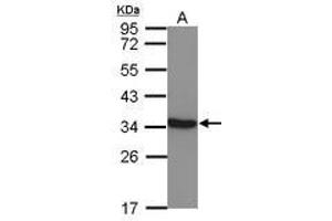Image no. 1 for anti-Lactate Dehydrogenase C (LDHC) (AA 5-229) antibody (ABIN1499115) (Lactate Dehydrogenase C anticorps  (AA 5-229))
