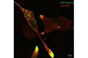 Immunofluorescence (IF) image for anti-Green Fluorescent Protein (GFP) antibody (ABIN1439999)