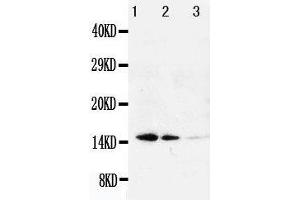 Anti-Galectin 1 antibody, Western blotting Lane 1: Recombinant Human Galeactin-1 Protein 10ng Lane 2: Recombinant Human Galeactin-1 Protein 5ng Lane 3: Recombinant Human Galeactin-1 Protein 2. (LGALS1/Galectin 1 anticorps  (C-Term))