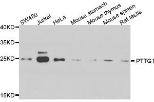 Western blot analysis of extracts of various cell lines, using PTTG1 antibody (ABIN5974823) at 1/1000 dilution. (PTTG1 anticorps)