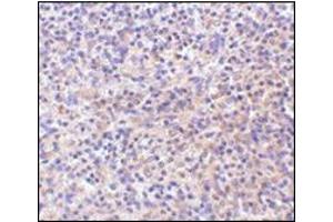 Immunohistochemistry of RP105 in human spleen tissue with this product at 10 μg/ml. (CD180 anticorps  (C-Term))