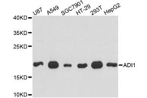 Western blot analysis of extracts of various cell lines, using ADI1 antibody (ABIN6289987) at 1:3000 dilution. (ADI1 anticorps)