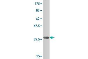 Western Blot detection against Immunogen (34.
