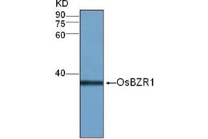Western Blot (1:500) analysis of protein OsBZR1 expression in rice (CV. (OsBZR1 anticorps)
