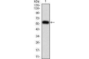Western blot analysis using PTPN6 mAb against human PTPN6 (AA: 243-541) recombinant protein. (SHP1 anticorps  (AA 243-541))