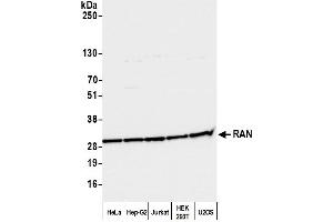 Western Blotting (WB) image for anti-RAN, Member RAS Oncogene Family (RAN) (AA 166-216) antibody (ABIN7455018) (RAN anticorps  (AA 166-216))