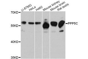 Western blot analysis of extracts of various cell lines, using PPP5C Antibody. (PP5 anticorps)
