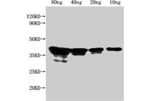 anti-NFUA (AA 31-128) antibody