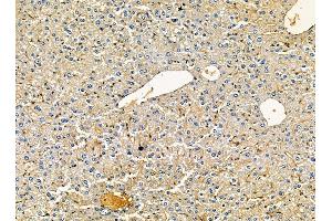 ABIN7095409 and ABIN7099466 at 1/100 staining mouse liver tissue by IHC-P. (MAP7 Domain Containing 3 (MAP7D3) anticorps)