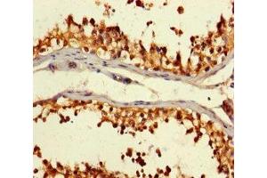 Immunohistochemistry of paraffin-embedded human testis tissue using ABIN7146892 at dilution of 1:100