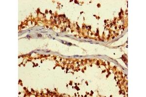 Immunohistochemistry of paraffin-embedded human testis tissue using ABIN7146892 at dilution of 1:100 (CSNK2A2 anticorps  (AA 8-350))