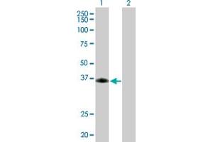 Western Blot analysis of SIRT6 expression in transfected 293T cell line by SIRT6 MaxPab polyclonal antibody. (SIRT6 anticorps  (AA 1-328))
