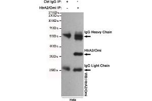 Immunoprecipitation analysis of Hela cell lysates using HtrA2/Omi mouse mAb. (HTRA2 anticorps)