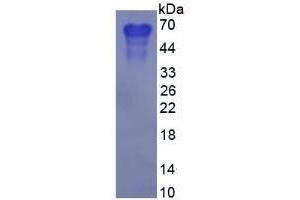 Image no. 2 for Secreted phosphoprotein 1 (SPP1) (AA 17-287) (Active) protein (His tag) (ABIN6239742)