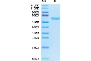CD7 (CD7) (AA 26-180) protein (Fc Tag)