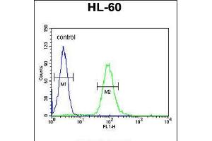 Flow cytometric analysis of HL-60 cells (right histogram) compared to a negative control cell (left histogram).