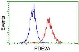 Image no. 3 for anti-phosphodiesterase 2A, CGMP-Stimulated (PDE2A) antibody (ABIN1500076) (PDE2A anticorps)