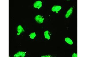 IF analysis of EWSR1 using anti-EWSR1 antibody (ABIN3043825). (EWSR1 anticorps  (Middle Region))