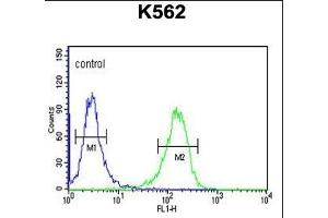 C21orf29 Antibody (Center) (ABIN653223 and ABIN2842758) flow cytometric analysis of K562 cells (right histogram) compared to a negative control cell (left histogram). (TSPEAR anticorps  (AA 293-320))