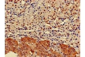 Immunohistochemistry of paraffin-embedded human adrenal gland tissue using ABIN7151526 at dilution of 1:100 (ELMOD2 anticorps  (AA 82-200))