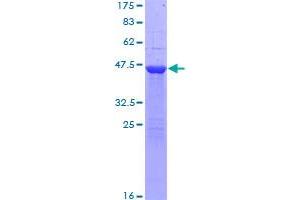 Image no. 1 for RAB1A, Member RAS Oncogene Family (RAB1A) (AA 1-205) protein (GST tag) (ABIN1317054)